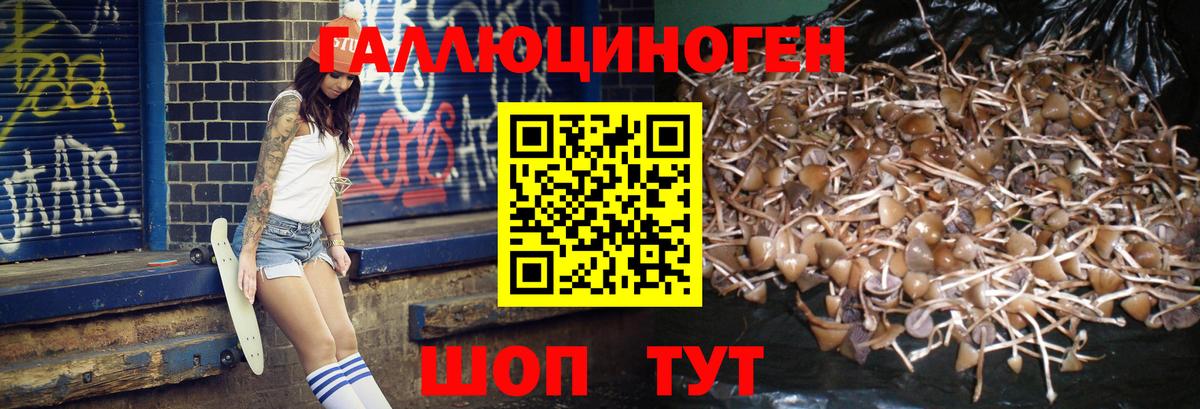 Псилоцибиновые грибы Psilocybe Наро-Фоминск